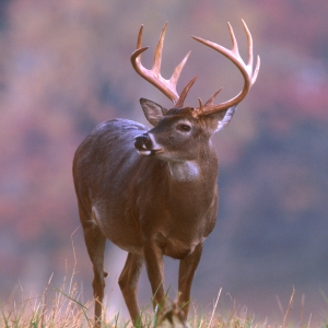 Understanding the way Whitetail's communicate can be key to hunting success